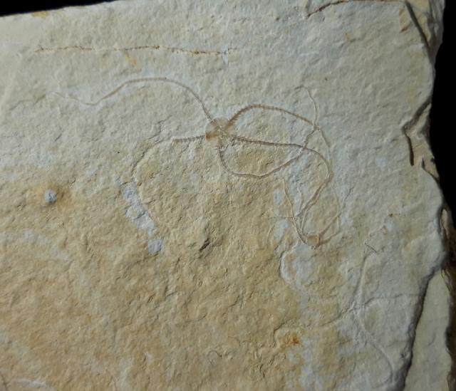 Sinosura kelheimense (BOEHM 1889) - Bild © FossNet FossilienStore